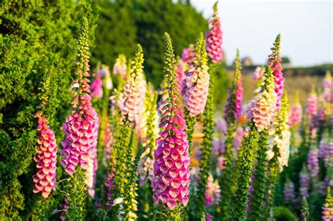 多年生草花種類|宿根草（多年草）おすすめ20選｜植えっぱなしで毎年 